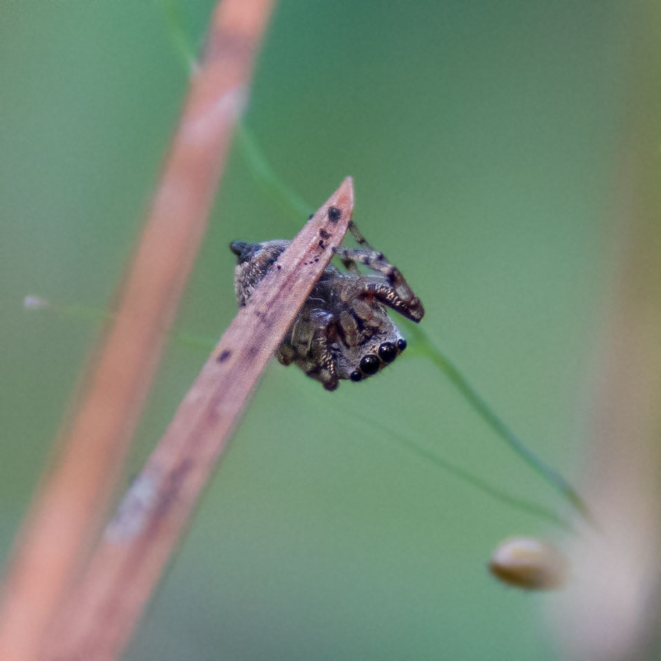 Gray wall jumper (Menemerus bivittatus)